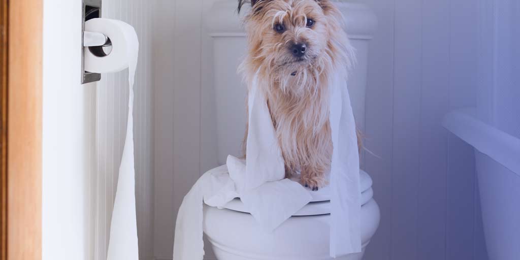 Toilet training for Dogs